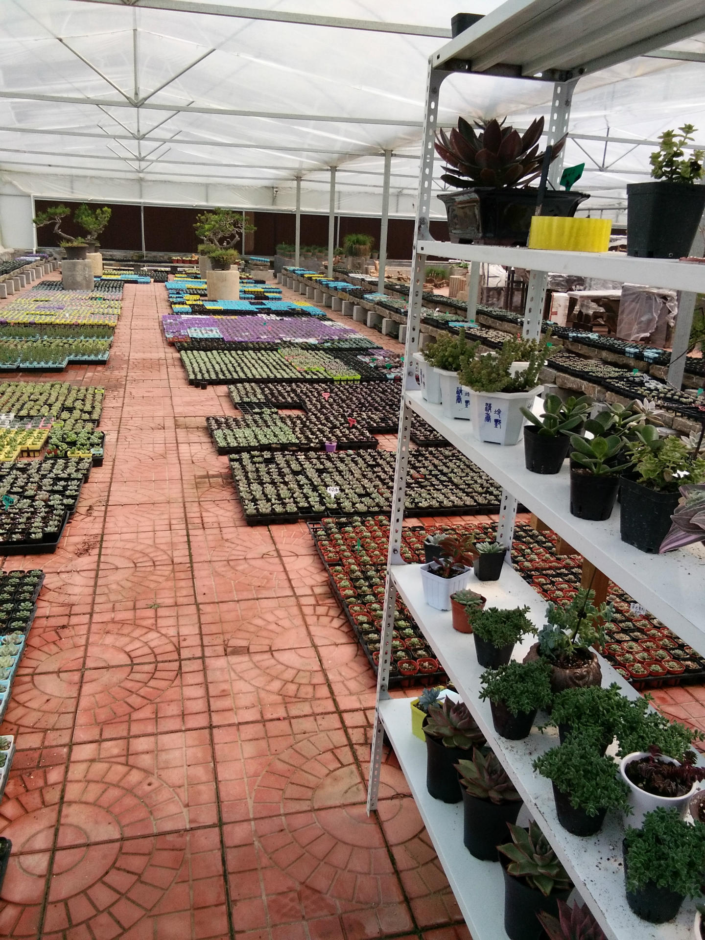 基地直发 多肉植物 批发 蓝石莲 可带盆发货 单双混发 办.