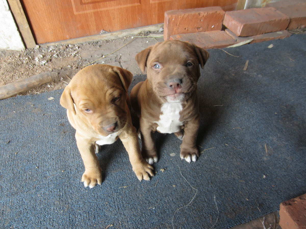 精品比特犬幼犬,疫苗驱虫已做好,比特犬ko藏獒 比特犬打架真牛