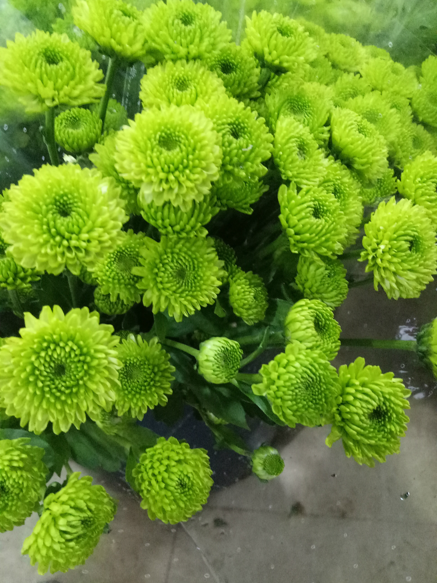 小雏菊纽扣菊婚庆婚店家庭用花云南昆明鲜花批发顺