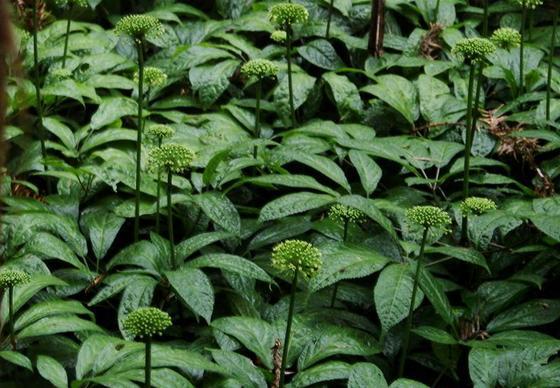 三七花提取物 兰州现货