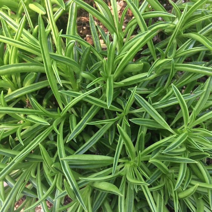 天羽多肉 砍头苗 欢乐豆 柳叶椒草 多肉种苗 批发多肉植物