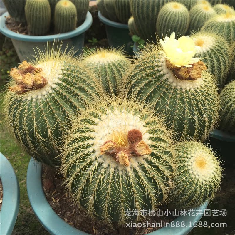 群生金冠大号仙人球 生态园景观布置地被多肉植物绿植花卉