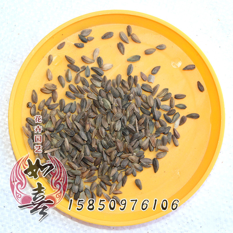 非洲菊种子优质的草花种子花卉种子观花植物非洲菊发芽率