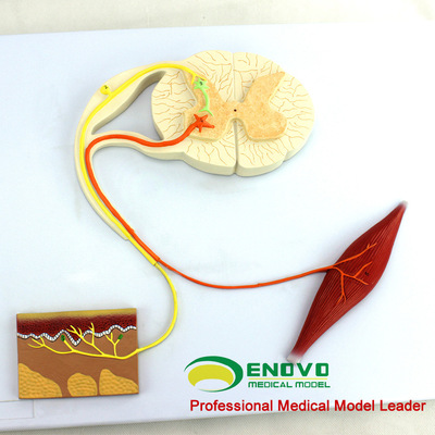 enovo正品人体医学神经反射弧模型条件反射中枢神经传导心理神经