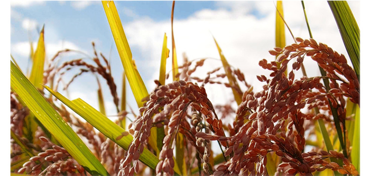 云南农家特产红米1000g粗粮红梗米糙米哈尼梯田特产煮粥红大米2斤