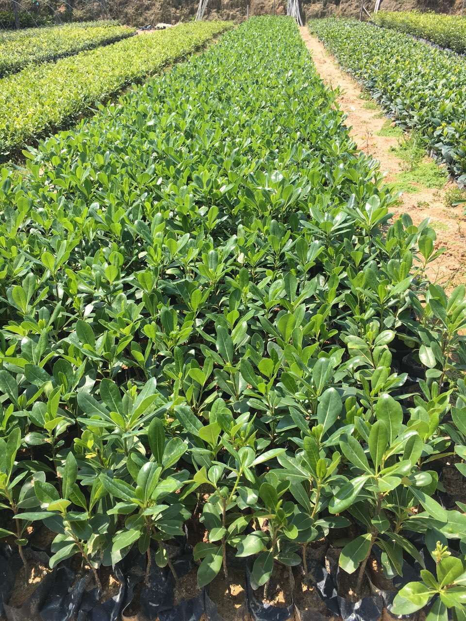 【绿化工程苗木地被苗海桐供应 海桐地被苗供应 海桐球供应】价格