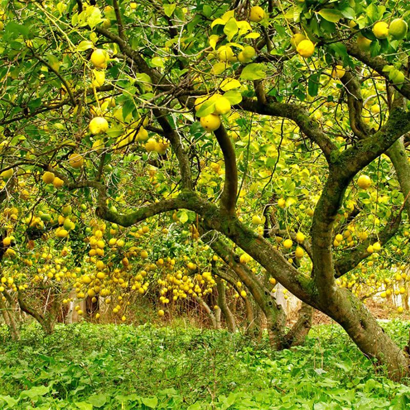 新鲜水果安岳柠檬鲜果批发 益母果产地**一件代发 5-9斤.