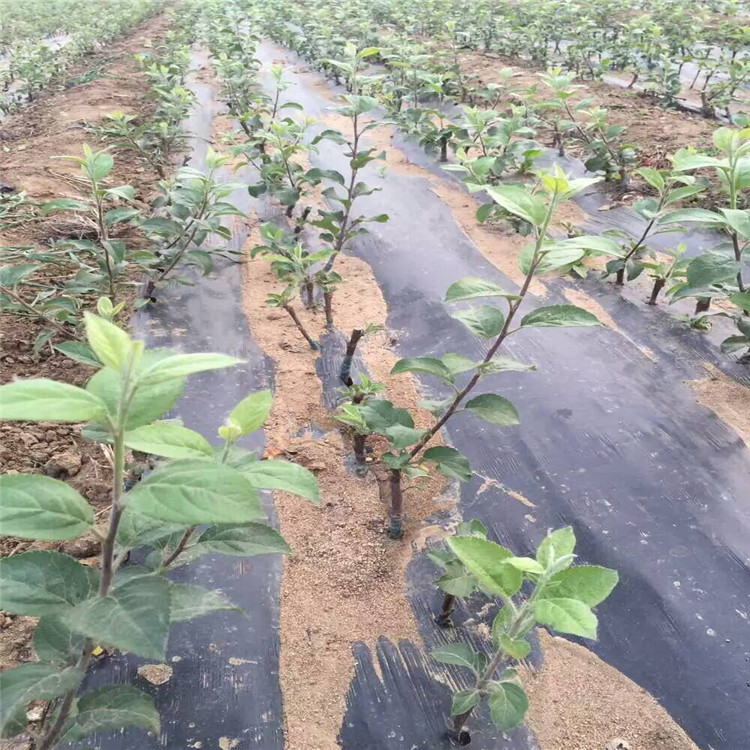 山东苹果苗富士系列烟富三 烟富士 富士2001苹果苗哪里有卖