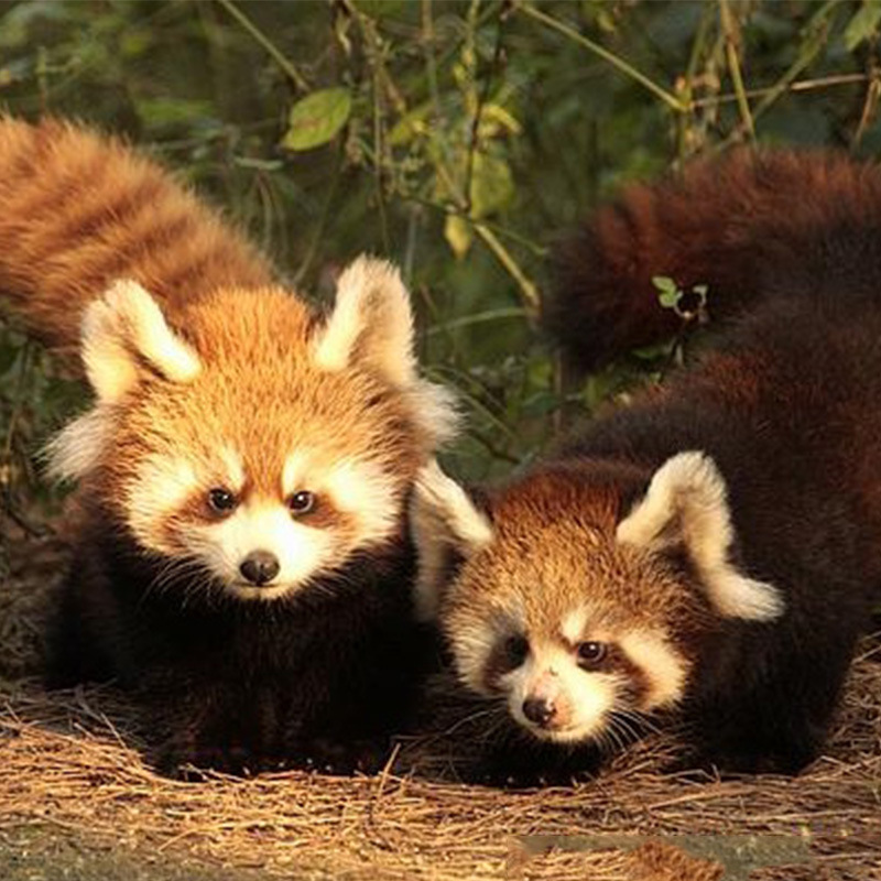 香猪儿 山里香猪 乳猪 - 养殖批发交易网