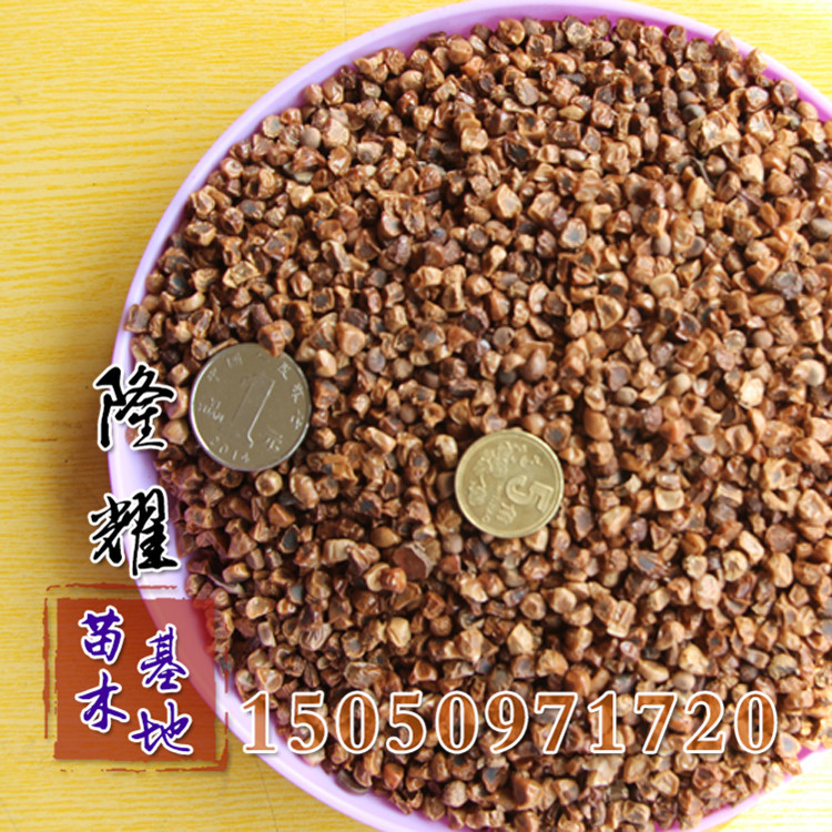 基地直销花菖蒲种子 绿化景观花菖蒲种子 绿化工程种子 花卉.