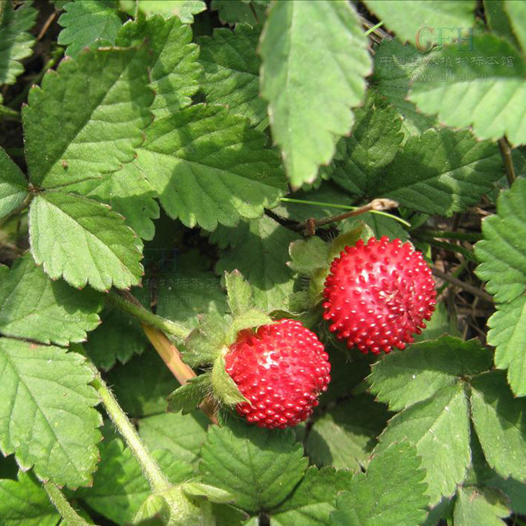 找大米 大米供应 蛇莓 地被草 优质的蛇莓苗观叶