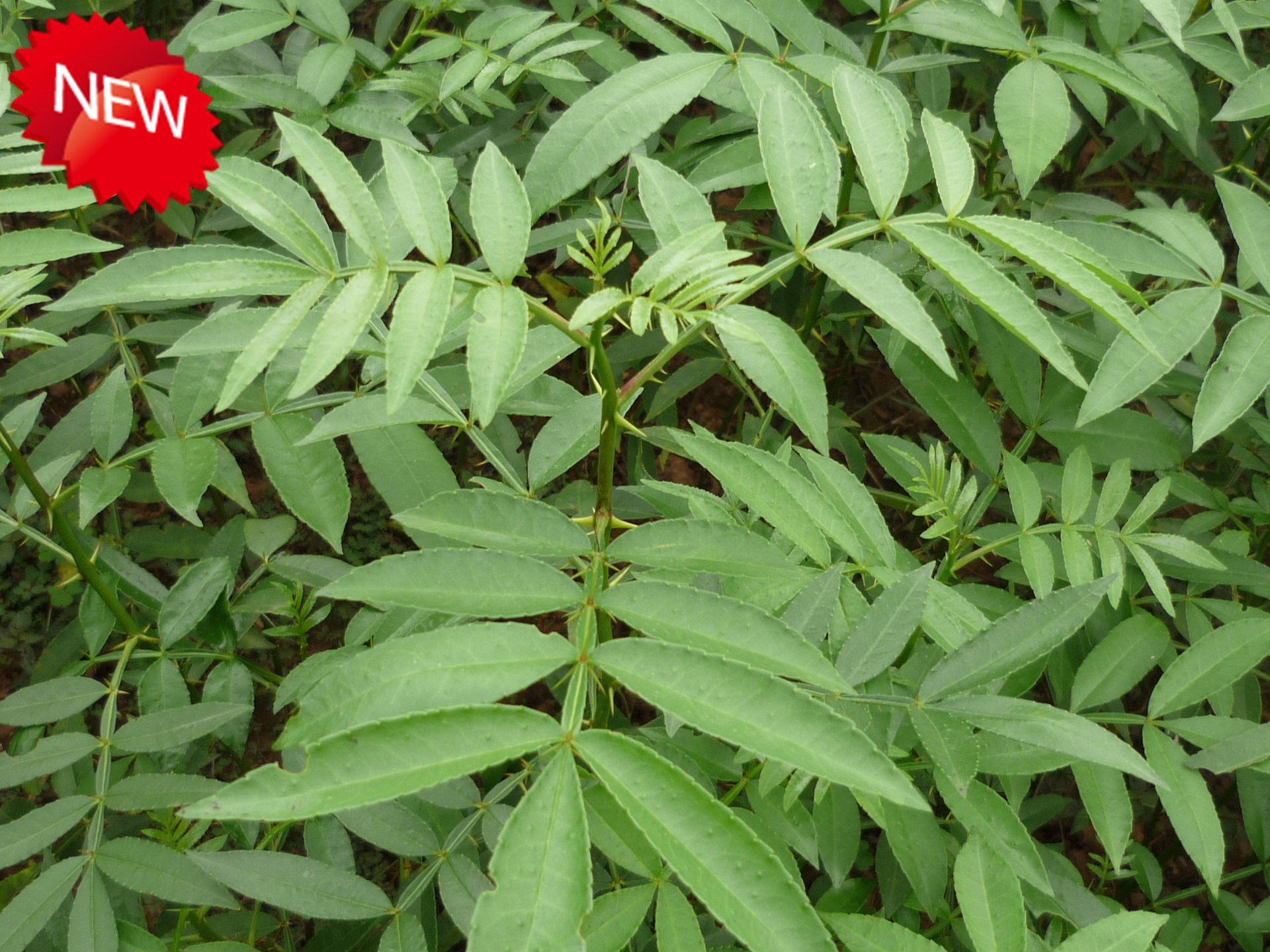 苗圃销售 大红袍花椒苗 九叶青花椒苗 现挖现卖 量大优惠 花椒树-中国