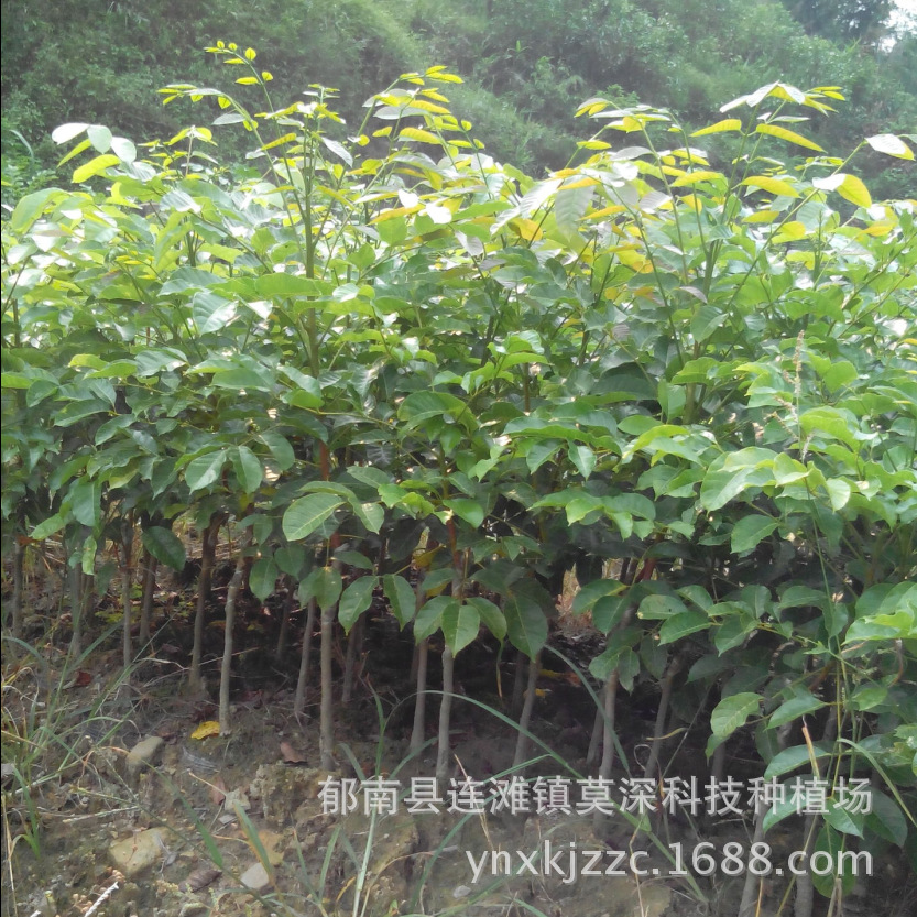 高产矮化乌榄苗基地直供有营养杯