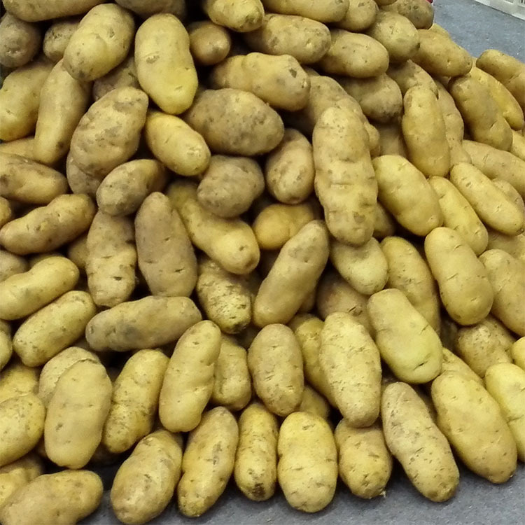 土豆种子 高产早熟 优质 脱毒马铃薯种薯 预订 下单 运费低