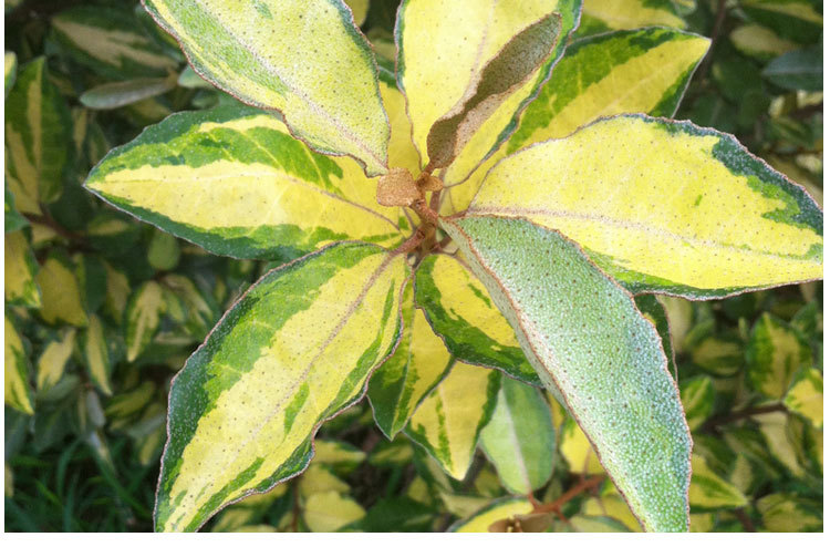 工程园林绿化苗木 法国爱利岛金心胡颓子 进口彩叶苗木基地直销