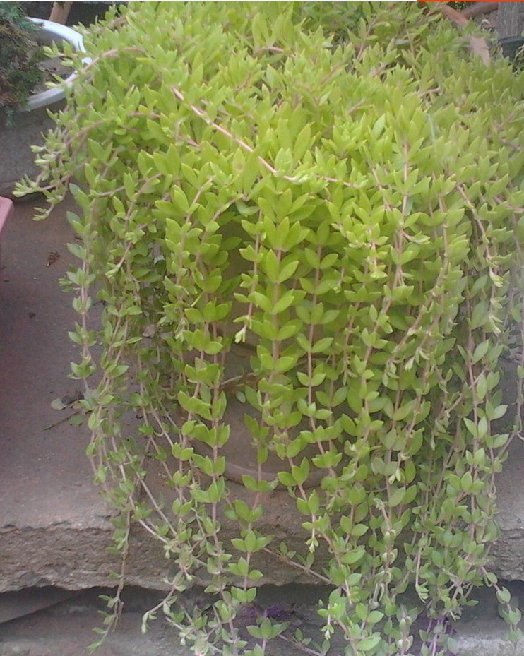 盆栽垂吊绿植生长速度快垂盆吊兰垂盆草见土就活懒人植物