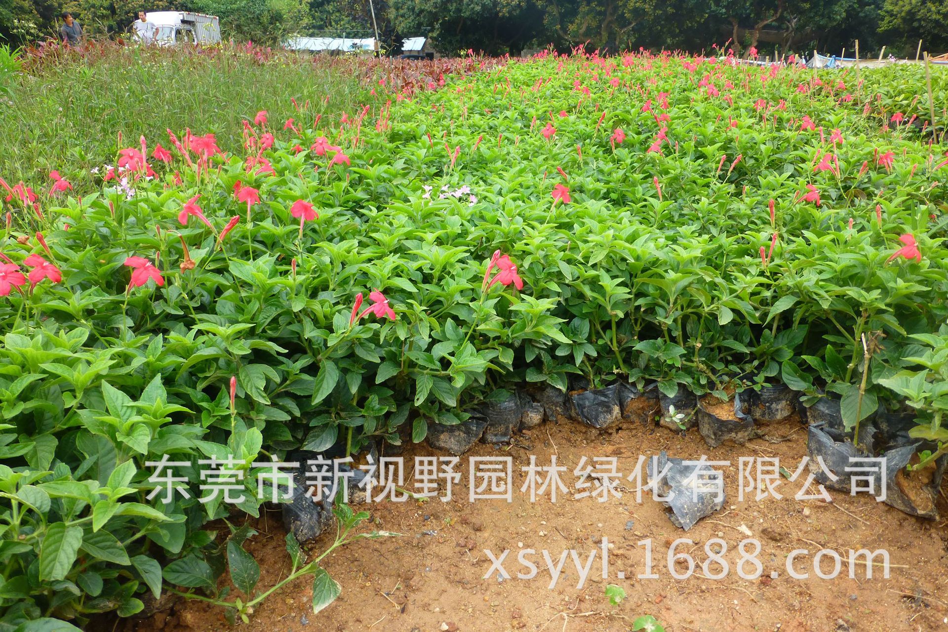 大量批发供应5斤袋大花芦莉苗,两大优惠