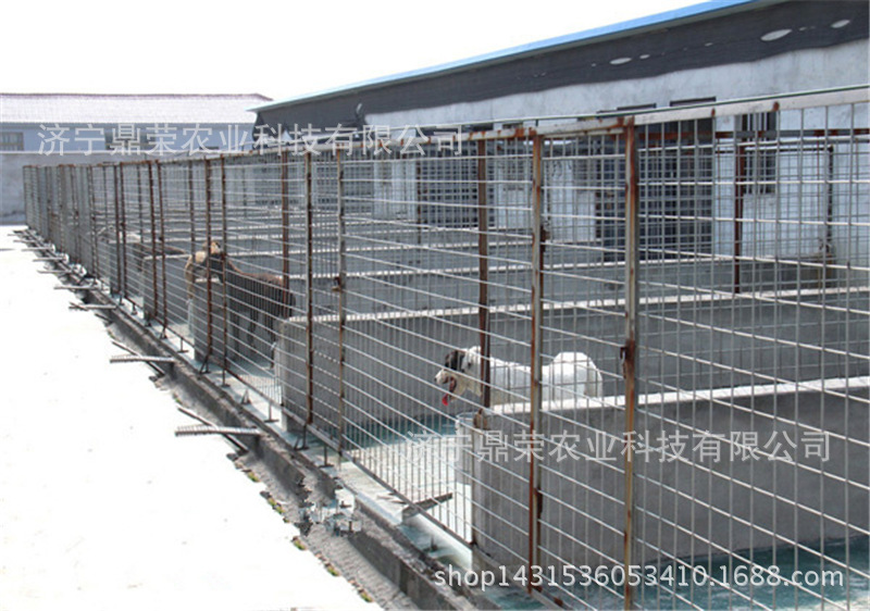 格力犬1400元/只起 灵缇犬的价格 灵缇犬最新猎兔技巧_格力犬交易_狗