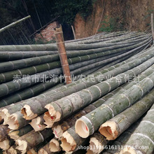 大量批发毛竹 建筑园林用多规格楠竹 规格齐全 可定制