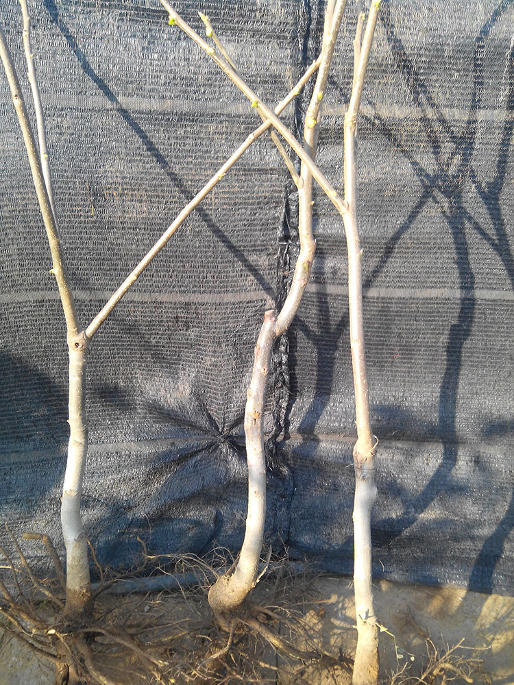 乔木-批发嫁接果树苗 南方北方种植 核桃苗 盆