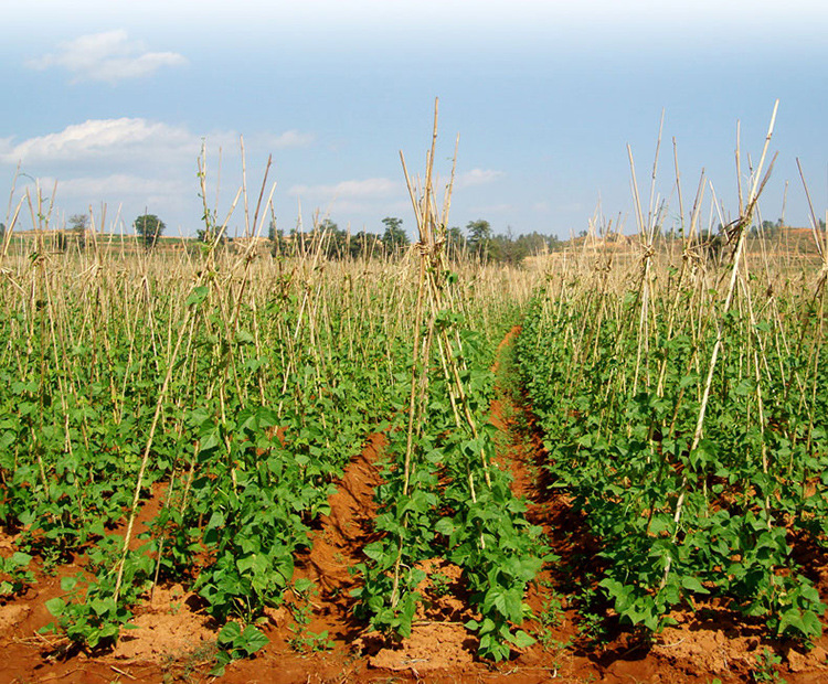 天然花江豆 姜豆 腰豆 花豇豆 五谷杂粮 品质保证 厂家批发