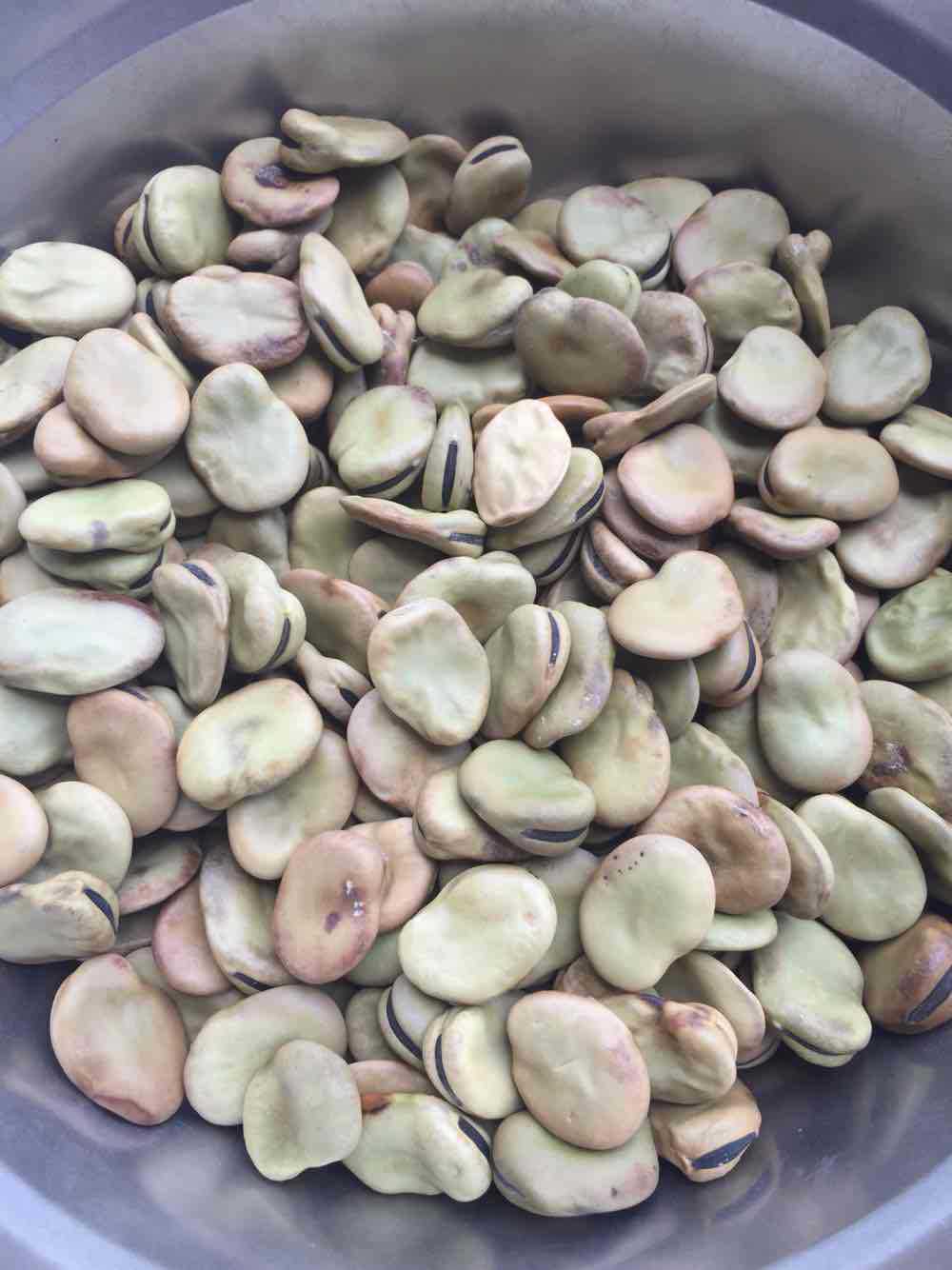 日本大白皮蚕豆种子,产量高,豆荚五粒!欢迎选购!