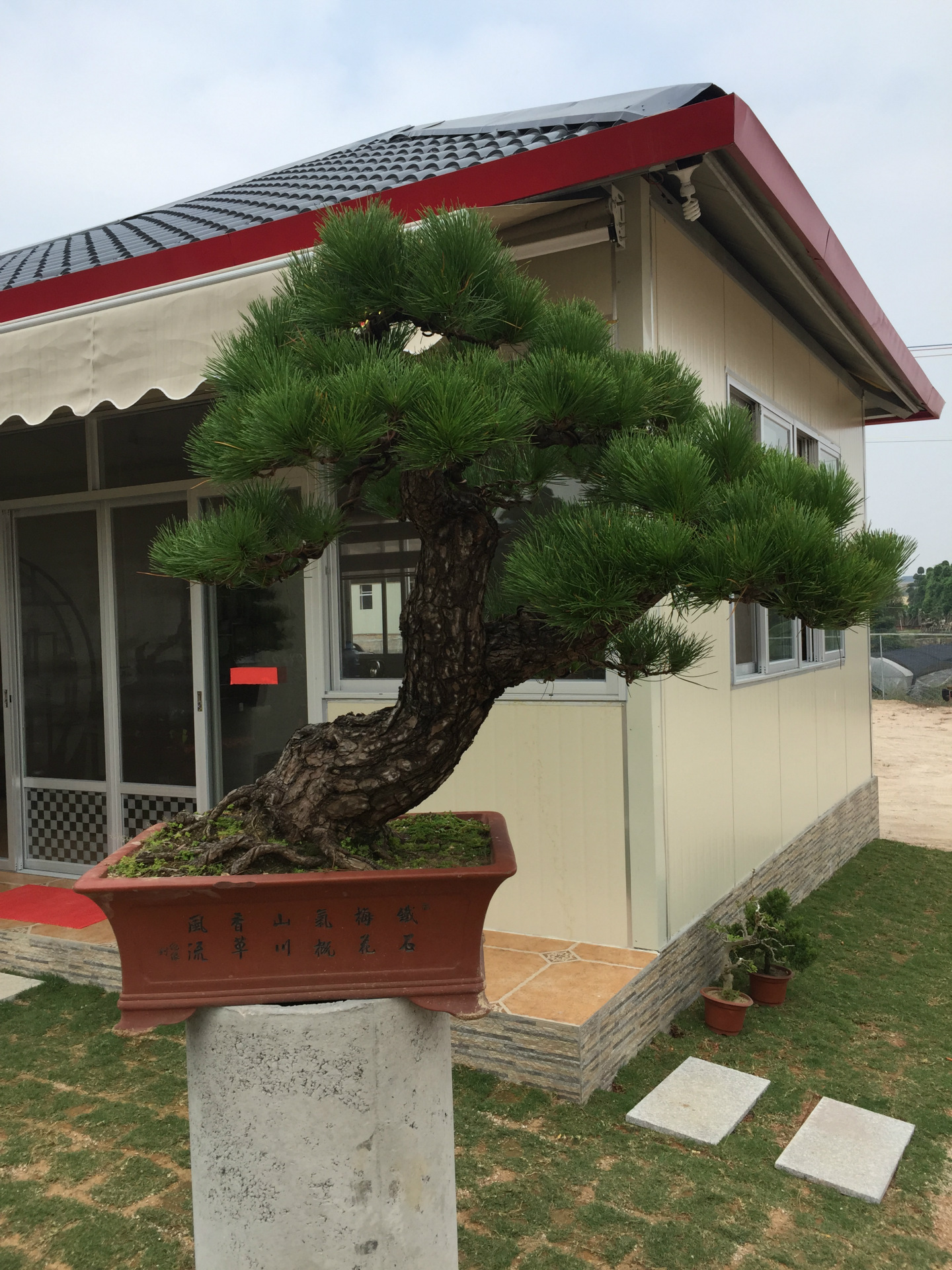 精品日本黑松盆景 实物微型 室内微型盆景