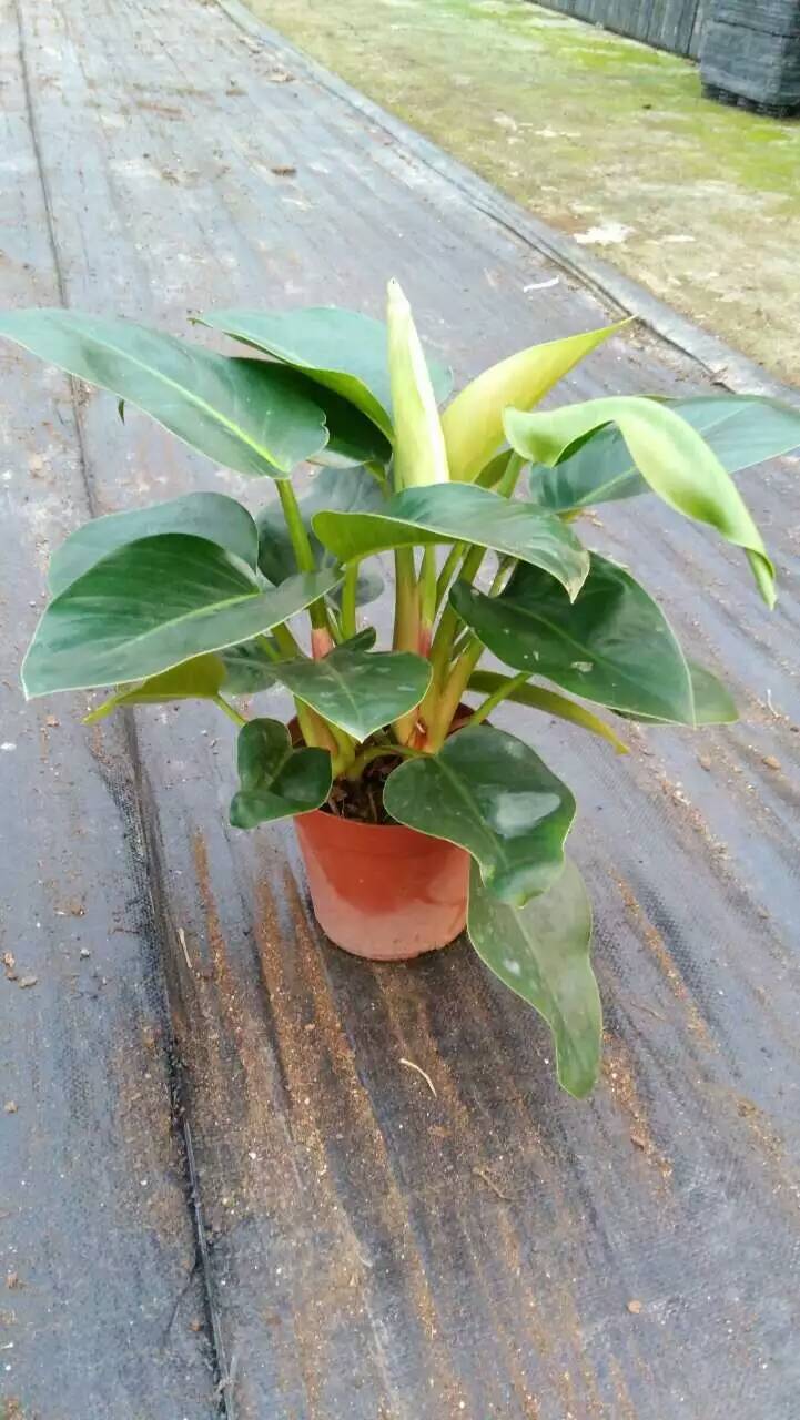 【基地直供】室内绿化 观赏植物 小盆栽花卉 金钻蔓绿绒