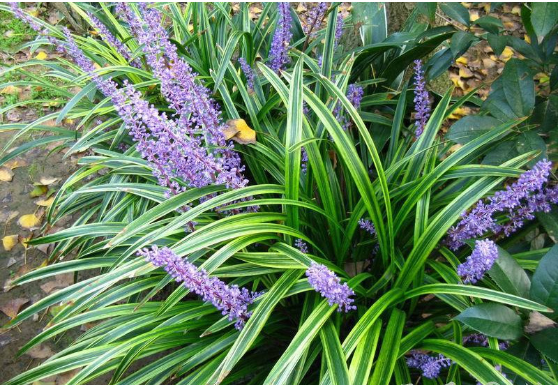 德丰供应中药材 吉祥草 玉带草 解晕草 松寿兰 竹叶草