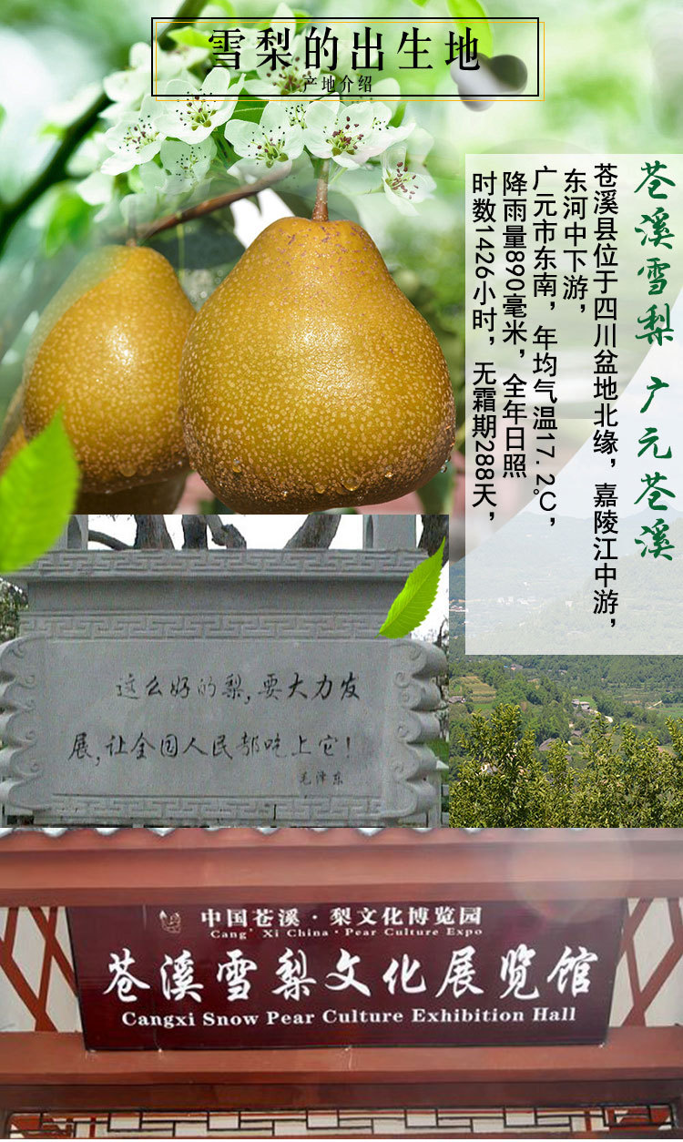 雪梨 正宗四川苍溪特产 新鲜水果苍溪雪梨 润肺佳品雪梨批发