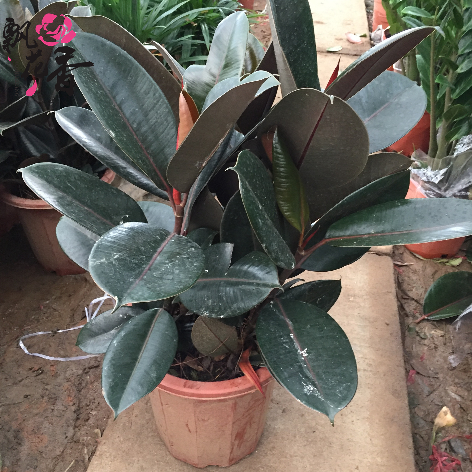 盆景 黑金刚 橡皮树 室内盆栽植物