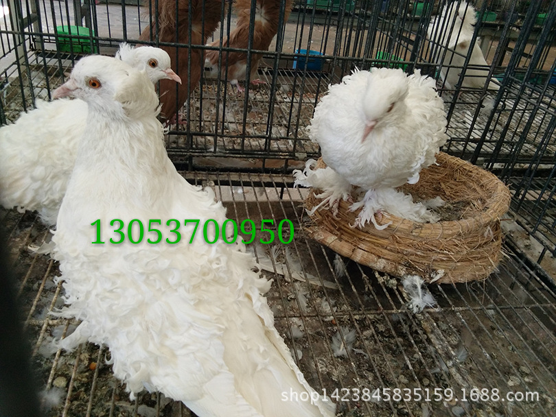 芙蓉观赏鸽图片 马甲芙蓉鸽子价格 大卷白芙蓉鸽 芙蓉观赏鸽