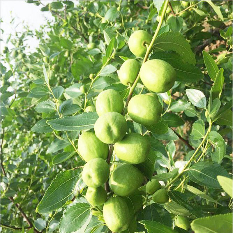 基地批发销售 枣树苗 金丝枣苗价格 冬枣苗供应 品种齐全 枣树苗