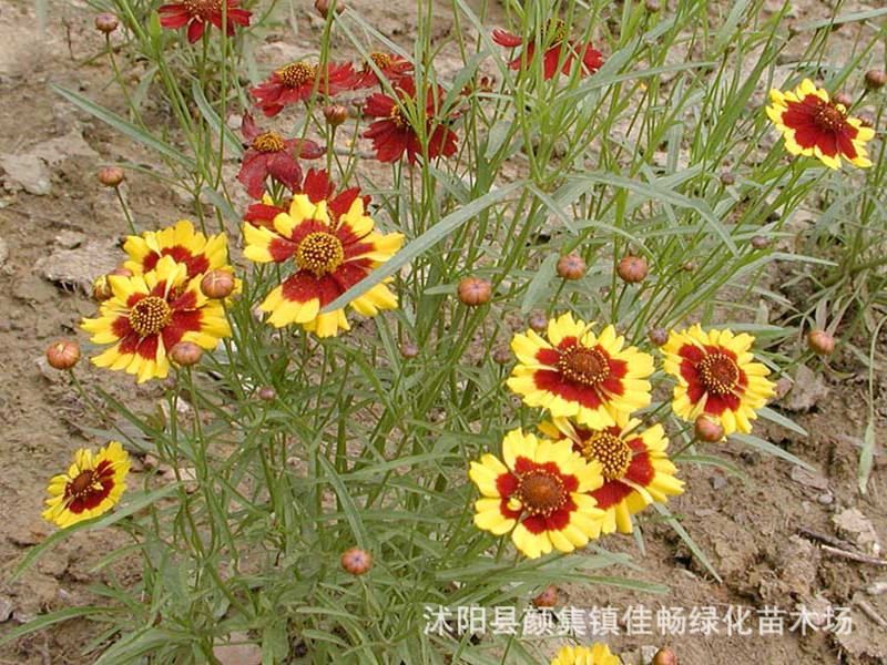 松果菊种子 草花种子公路绿化园艺 日光菊种子 蛇目菊