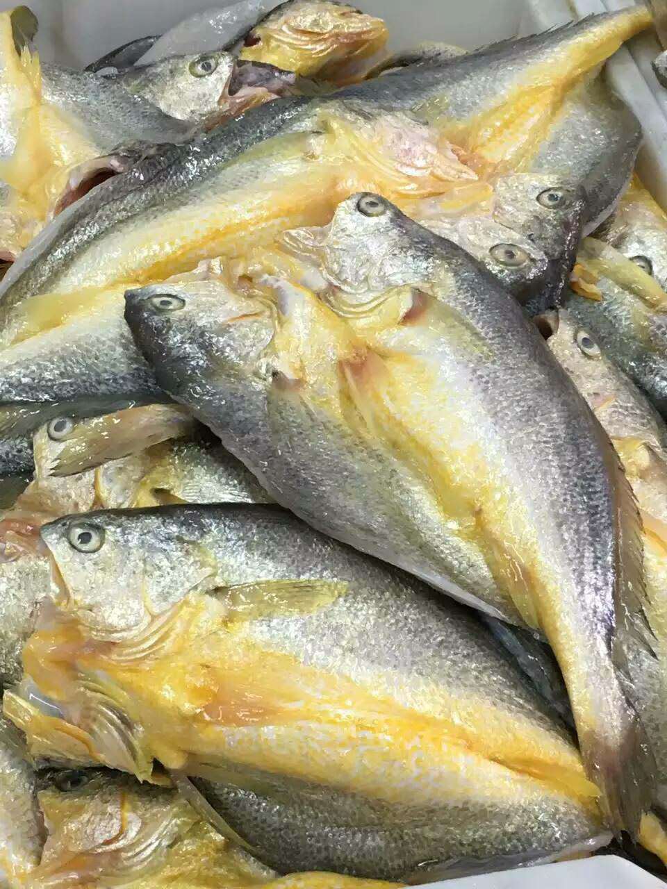 感知福建宁德:中国大黄鱼之乡--《官井洋黄鱼》