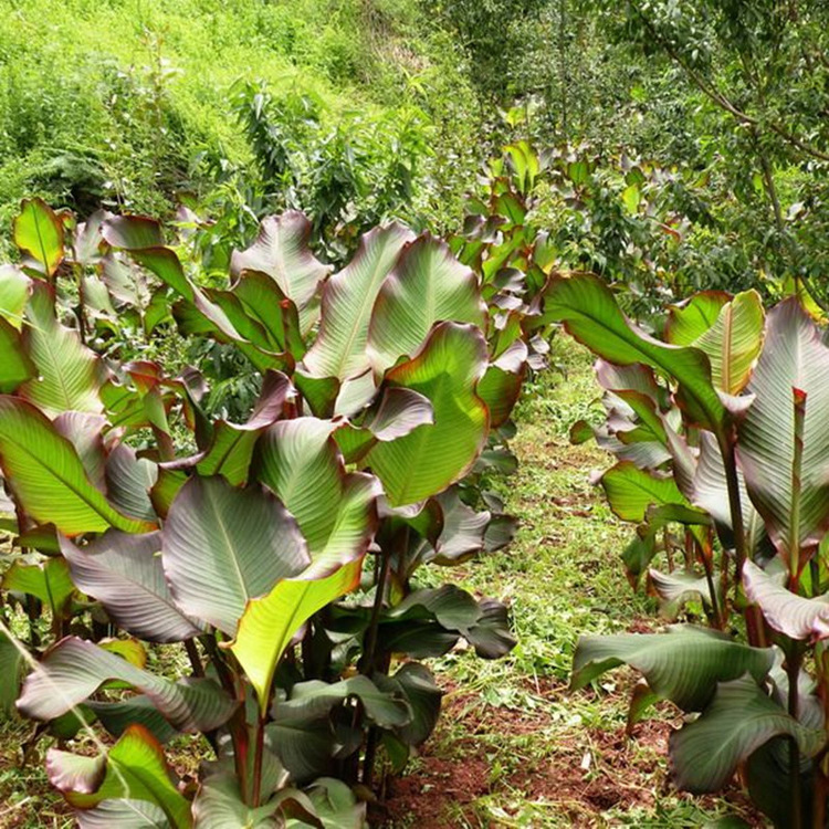 古镇特产 农家自制淀粉蕉芋粉非木薯粉拌肉 烧仙草专用250g