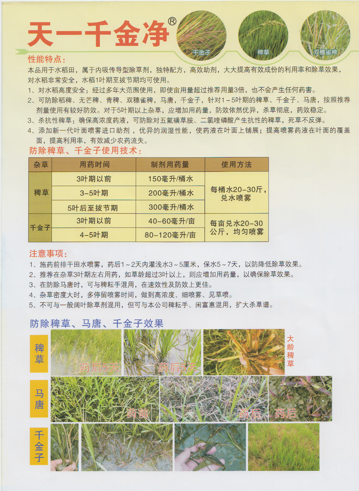 天一千金净氰氟草酯150mlx50瓶水稻田除草剂