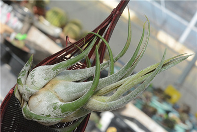 超级犀牛角长度20cm 直径8cm 左右 空凤 批发 多肉 仙人球