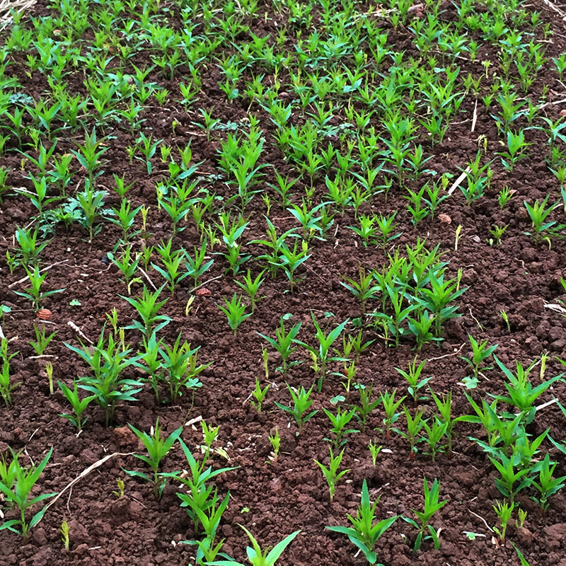 小桃苗 小毛桃苗 桃树芽苗 桃树苗批发 广西桃苗基地直销