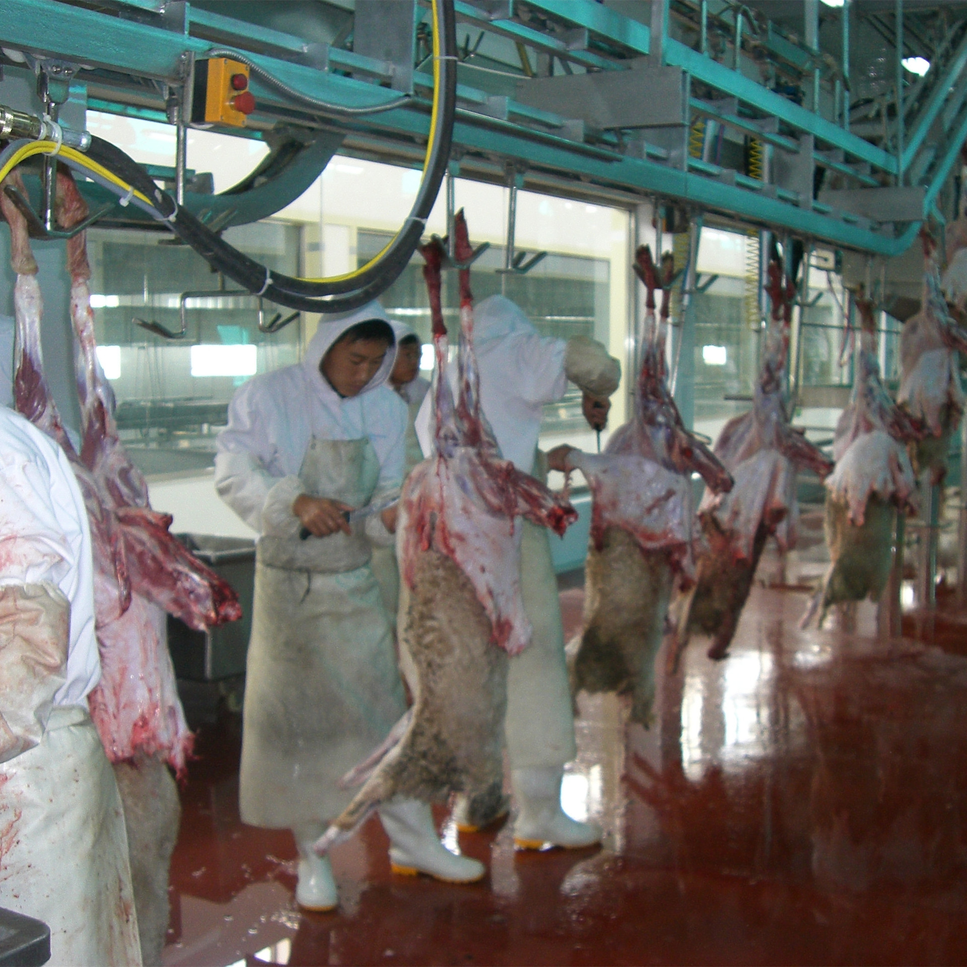 羊放血输送系统|羊预剥输送系统|羊胴体输送系统|羊屠宰设备-农业机械