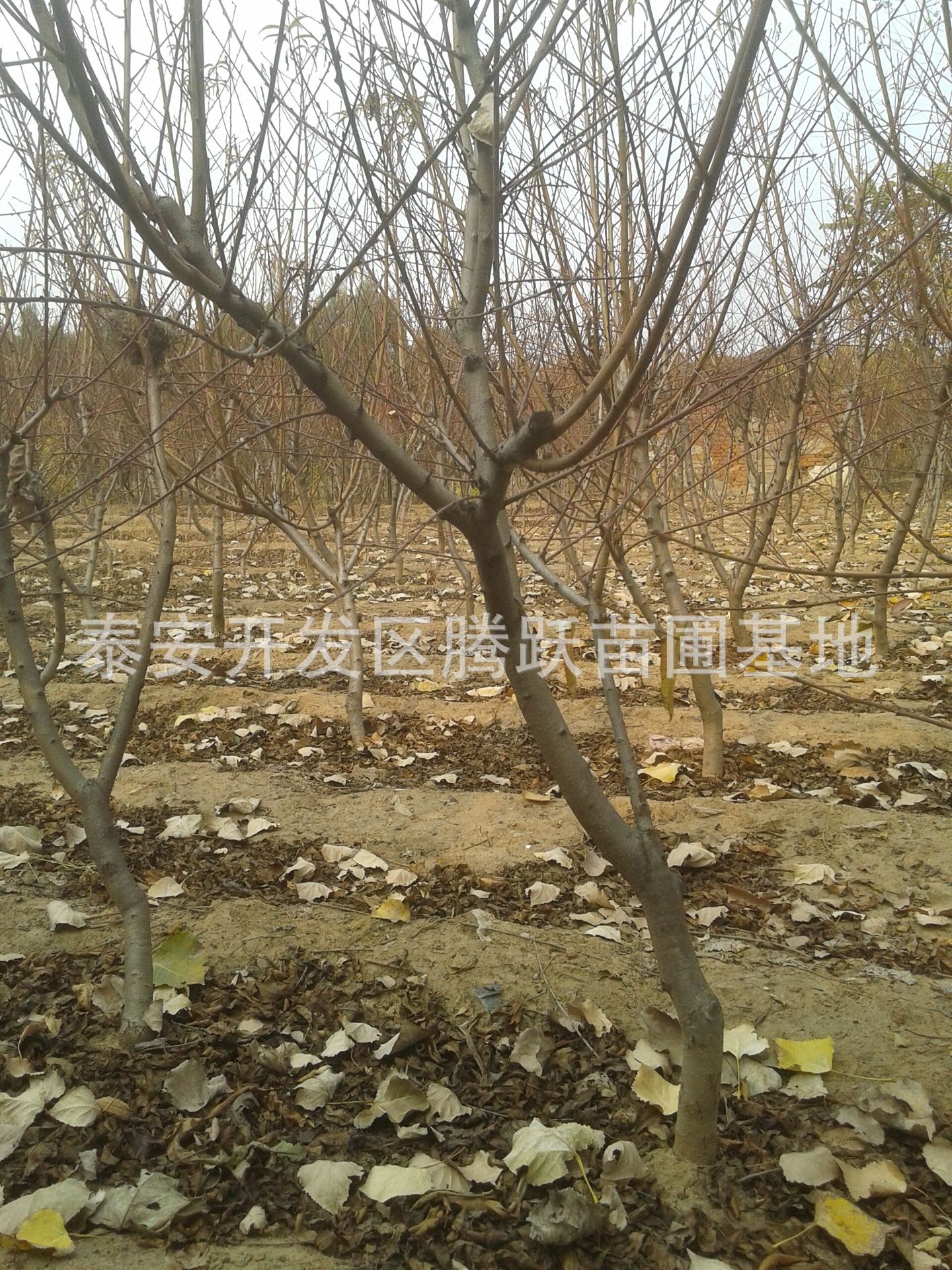 果树-泰安油桃树苗、泰安油桃树苗新品种、泰