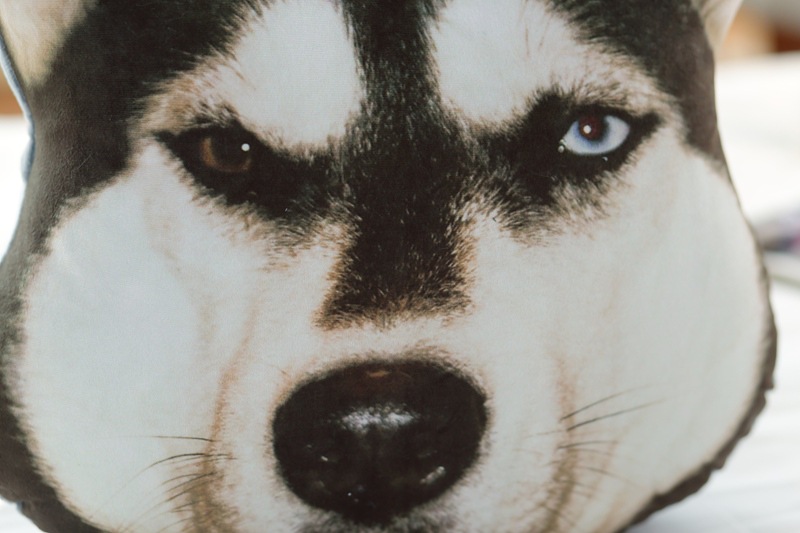 萨摩哈士奇个性创意3d大狗头靠垫抱枕 公仔汪星人秋田犬doge神烦