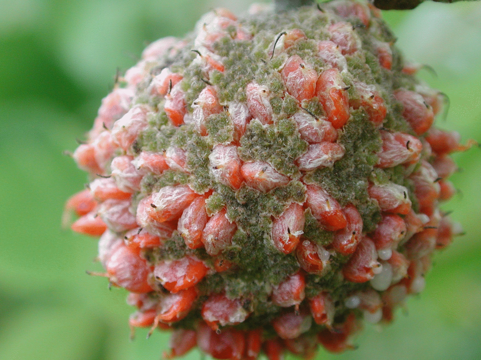 种子构树 新采构树种子 别称楮树 落叶乔木 园林绿化行道树种