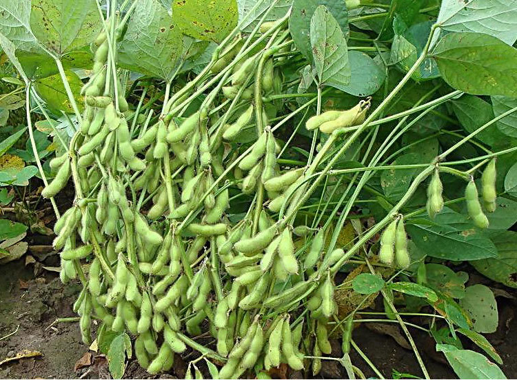 洞庭仙草 香辣毛豆30g*30酱卤毛豆麻辣熟食休闲零食小吃酱板毛豆