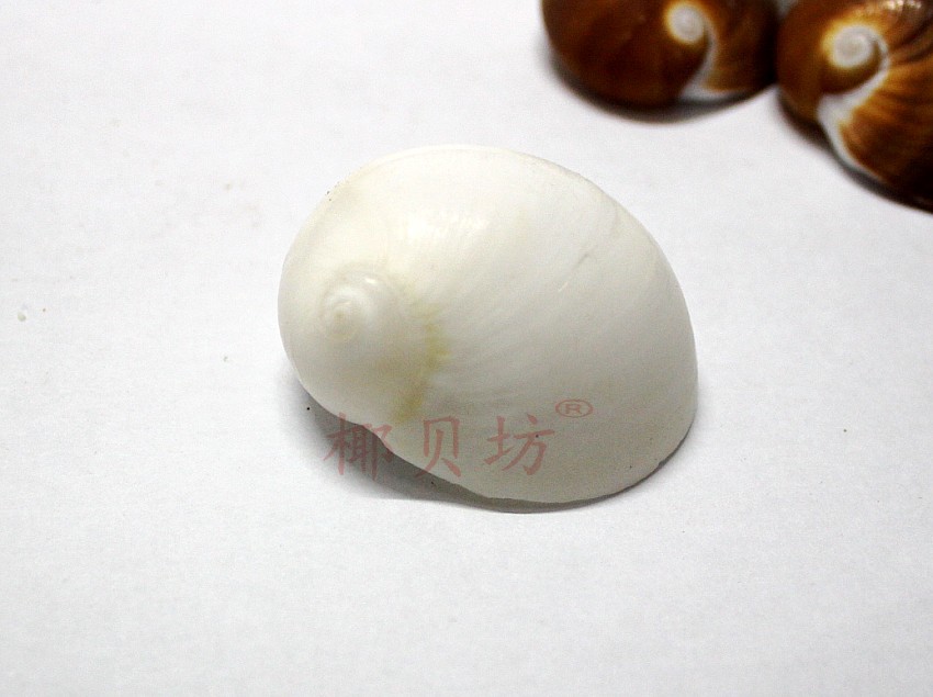 椰贝坊厂家直批天然海螺贝壳 红玉螺 红扁螺 白玉螺