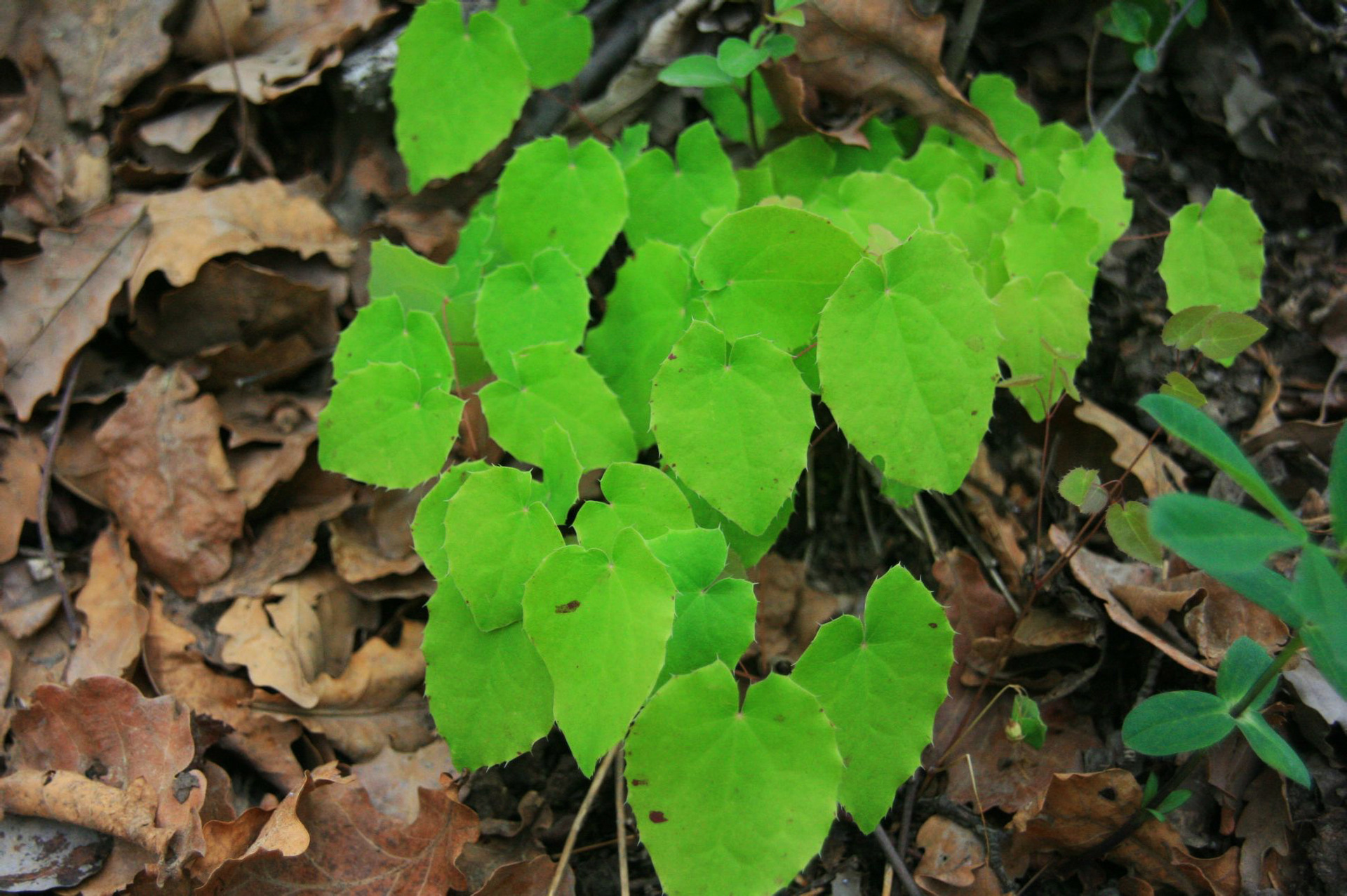 淫羊藿 精选淫羊藿 仙灵脾 羊藿叶 羊藿茶批发 银泰药材