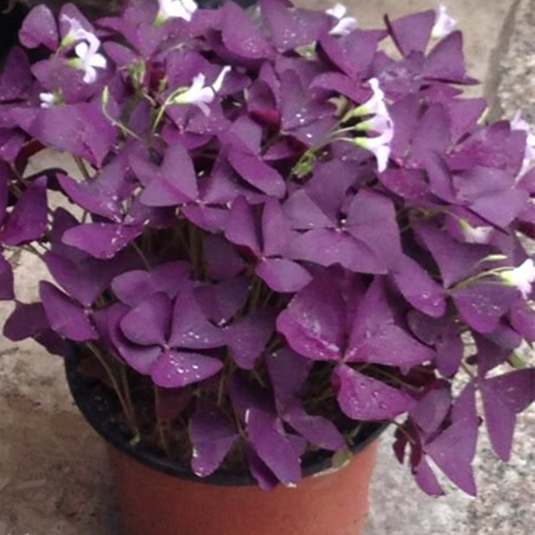 批发紫叶酢浆草 红花醡浆草三叶草地被植物地栽盆栽 园林绿化苗木