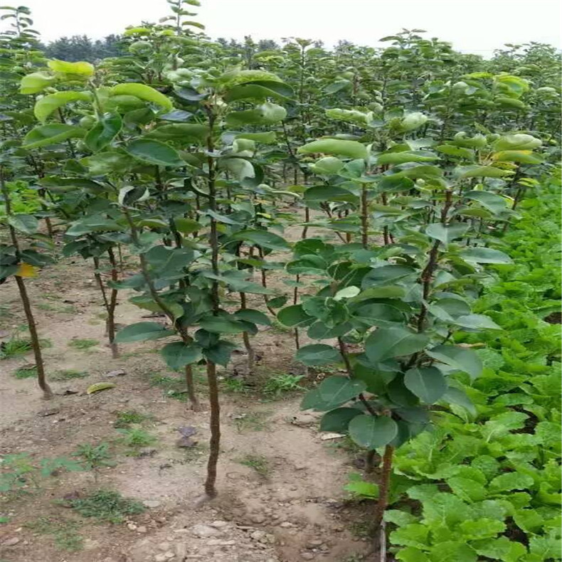口感最好的秋月梨树苗热卖中 2公分梨树 三公分梨树价格