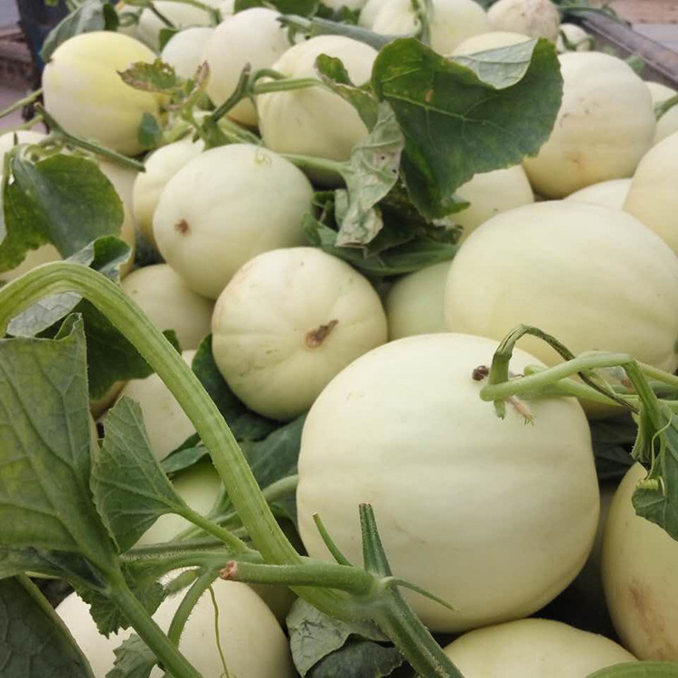 越南进口新鲜水果白香瓜甜瓜5斤装白瓜香蜜瓜甜瓜包邮坏果包赔