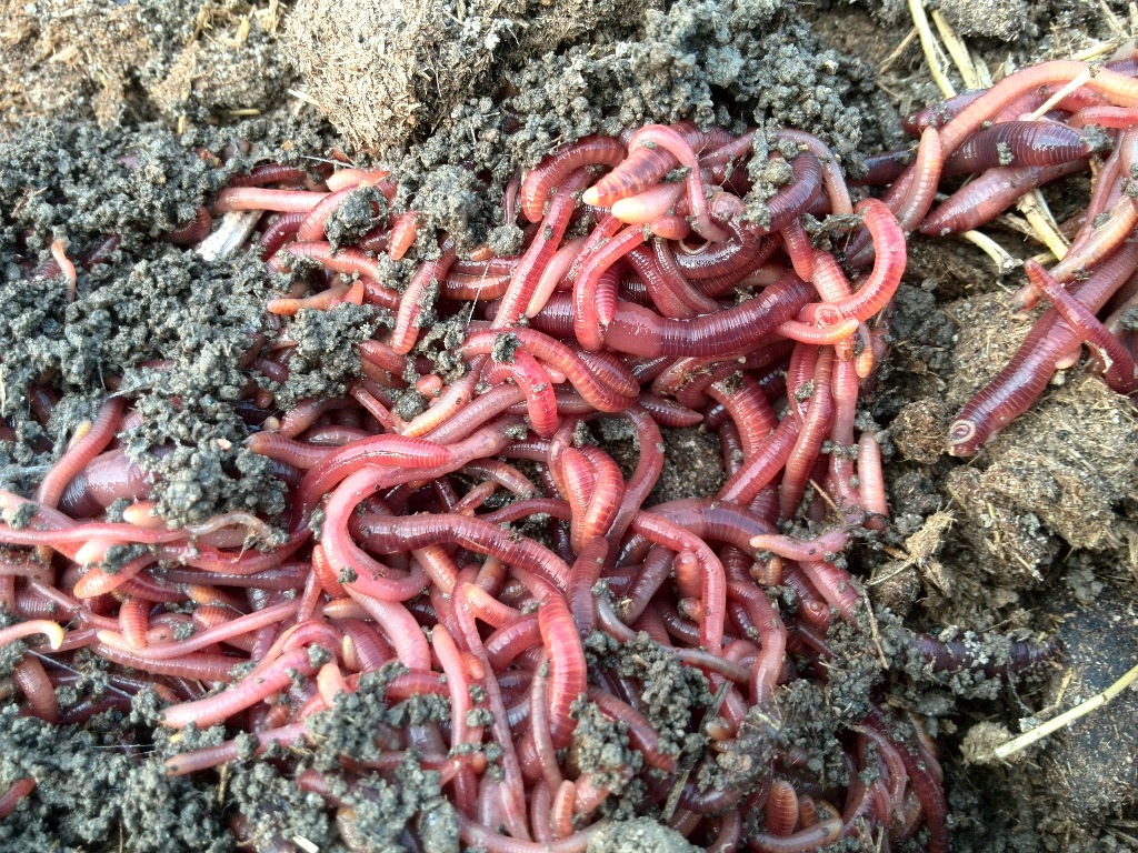 蚯蚓吃什么_三明治吃出活蚯蚓_笄蛭吃蚯蚓